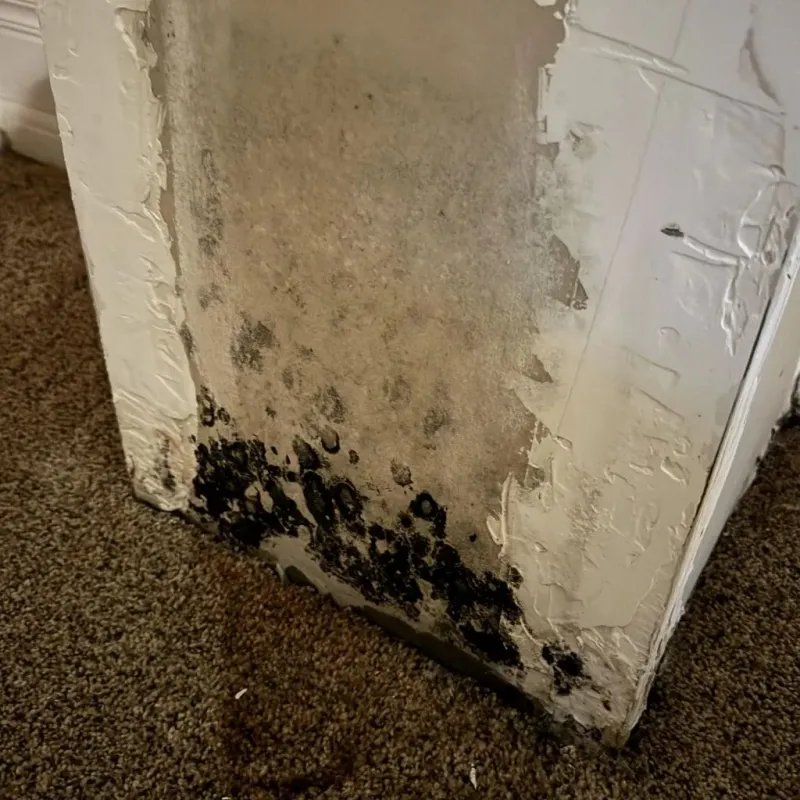Professional Mold Removal in Keith County, NE